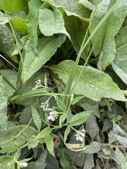 Symphytum officinale