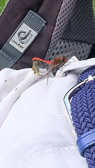 Sympetrum sanguineum