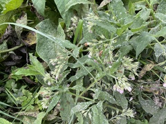 Symphytum officinale