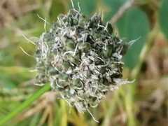 Allium strictum