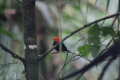 Ceratopipra mentalis