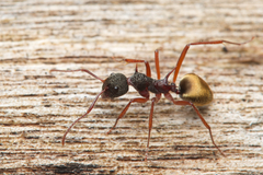 Dolichoderus extensispinus