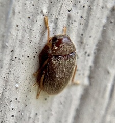 Ptilodactyla