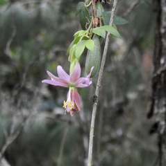 Passiflora tarminiana