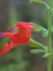 Salvia coccinea