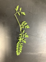 Daucus carota