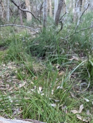 Chorizandra cymbaria