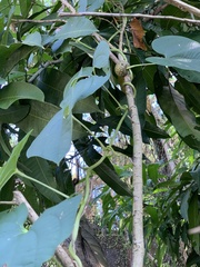 Dioscorea bulbifera