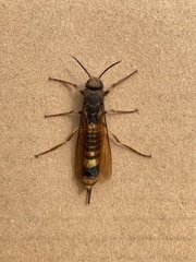 Tremex fuscicornis