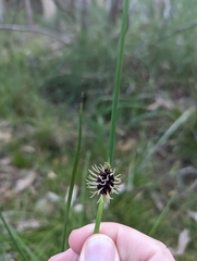 Chorizandra cymbaria