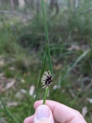 Chorizandra cymbaria