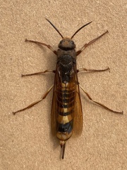 Tremex fuscicornis