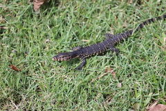 Varanus salvator macromaculatus