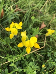 Lotus corniculatus