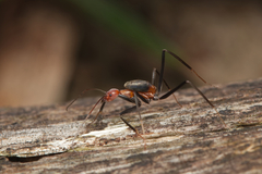 Leptomyrmex rufithorax