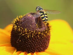 Eupeodes corollae