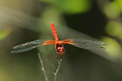 Dythemis maya