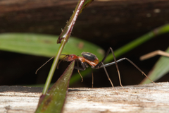 Leptomyrmex rufithorax