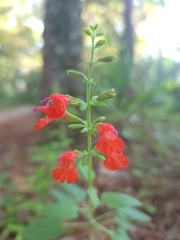 Salvia coccinea