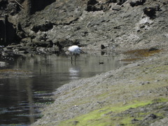 Egretta garzetta garzetta
