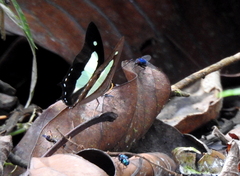 Polyura hebe plautus