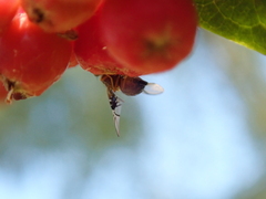 Anomoia purmunda