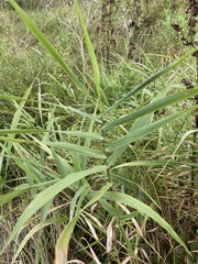 Phalaris arundinacea