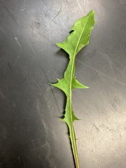 Taraxacum officinale