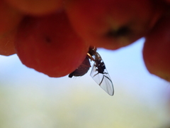 Anomoia purmunda