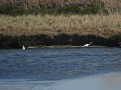 Egretta garzetta garzetta