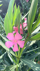 Nerium oleander