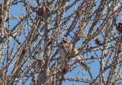 Emberiza leucocephalos