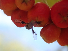 Anomoia purmunda