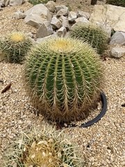 Kroenleinia grusonii