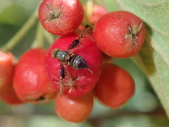 Anomoia purmunda