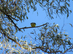 Pachycephala pectoralis