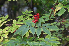 Sambucus sibirica