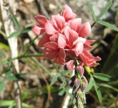 Indigofera heterophylla
