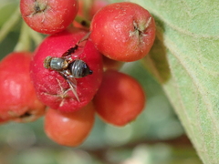 Anomoia purmunda