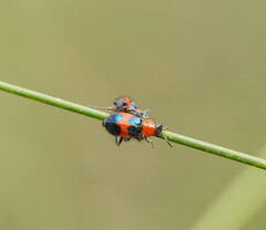 Dicranolaius cinctus