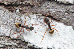 Dolichoderus extensispinus