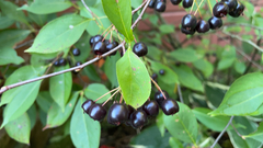 Aronia melanocarpa