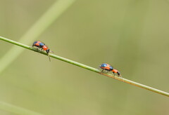 Dicranolaius cinctus