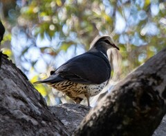 Leucosarcia melanoleuca