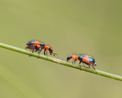 Dicranolaius cinctus