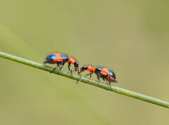 Dicranolaius cinctus