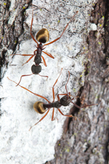 Dolichoderus extensispinus