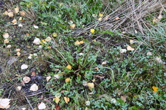 Taraxacum ceratophorum