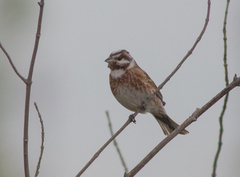 Emberiza leucocephalos