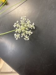 Daucus carota